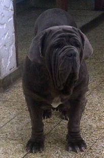 Duna Vallesena | Neapolitan Mastiff 