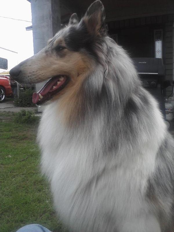 CSQ Midnight Cowgirl | Rough Collie 