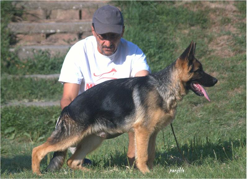Vito Crveni Mayestoso | German Shepherd Dog 