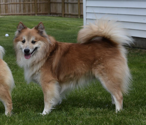 Tri-Star Gander | Icelandic Sheepdog 