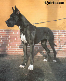 Jamaladeen Diacanthus | Great Dane 