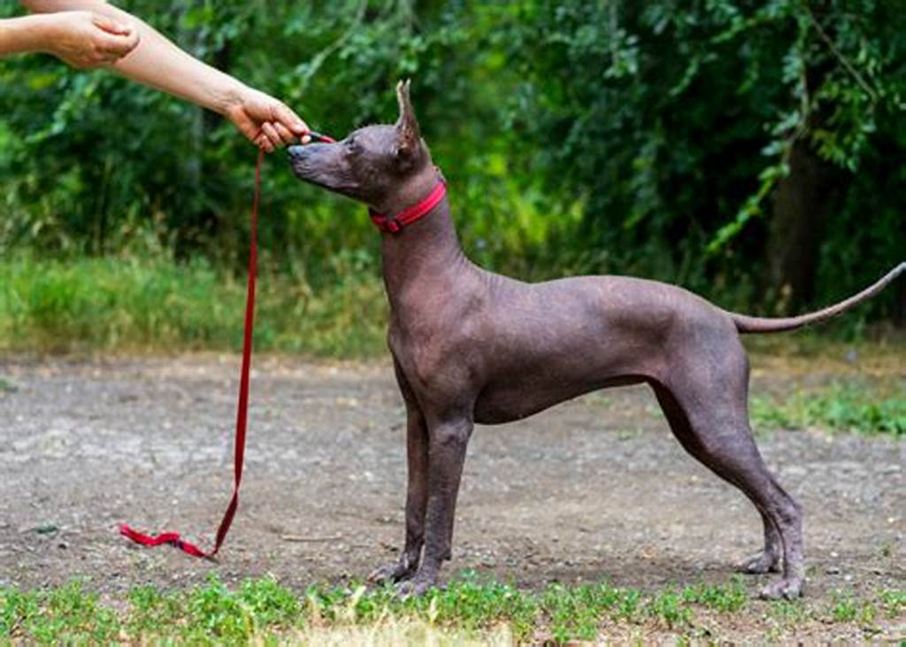 Xoloitzcuintli