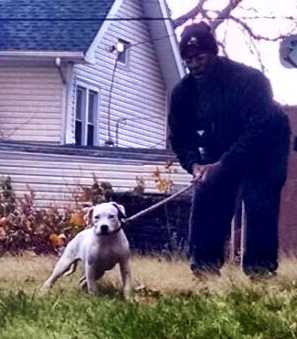 Big Bull's Sozin of Leatherneck | American Bulldog 