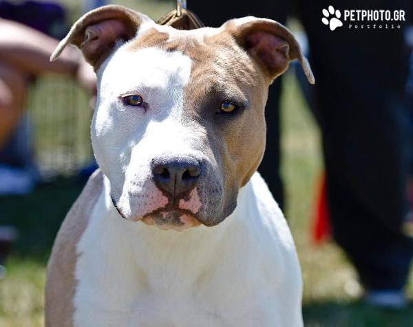 Spartans Spears Niovi | American Staffordshire Terrier 