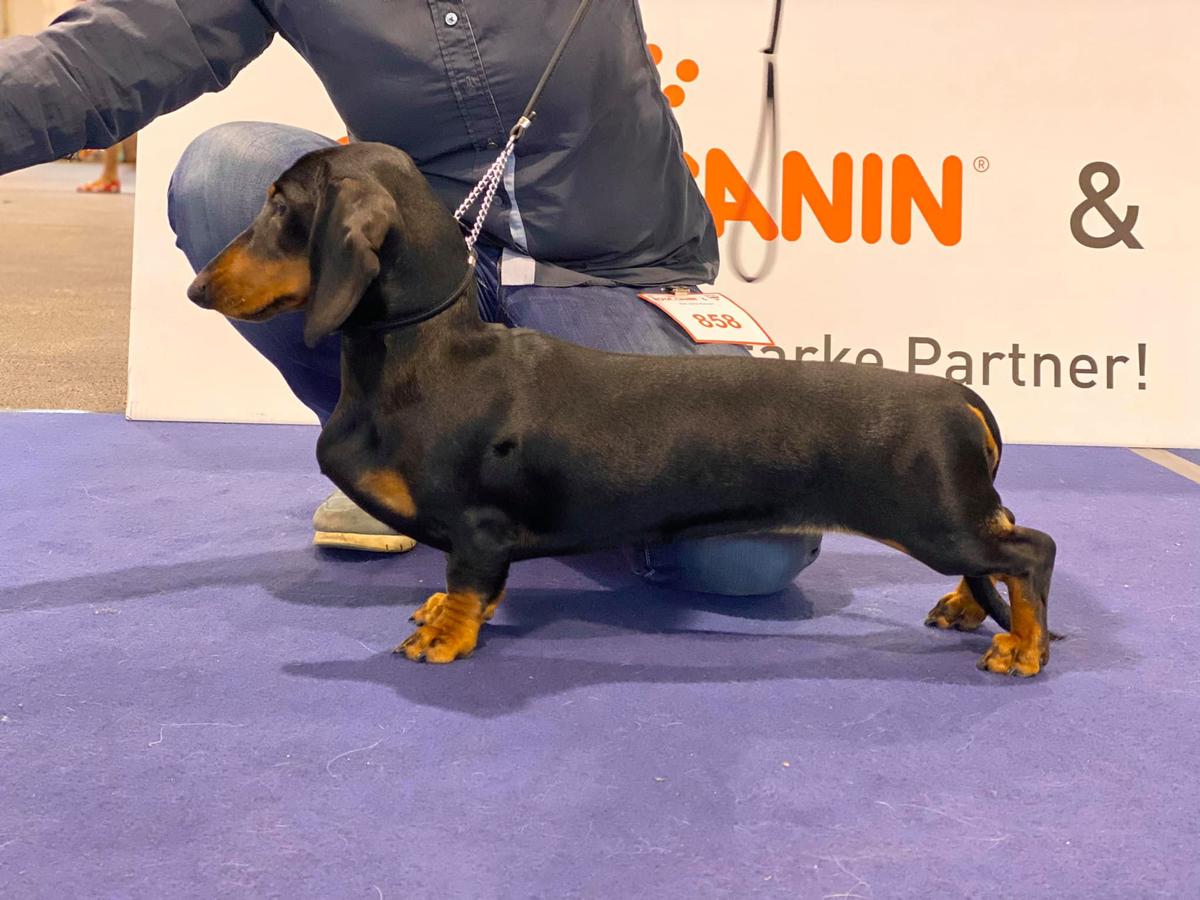 Proud Hunter Lagertha | Dachshund 