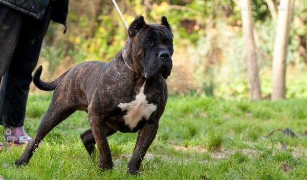 Amieva (Mila) | Perro de Presa Canario 