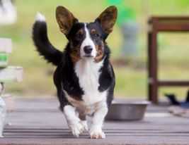 Favorit Sibiri Serafima | Cardigan Welsh Corgi 