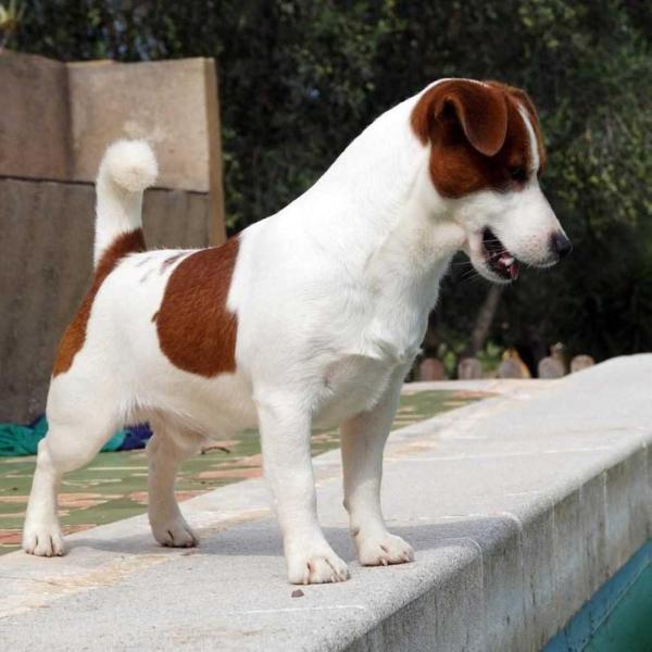 Anroal Silverado | Jack Russell Terrier 