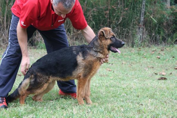Eros Milemax | German Shepherd Dog 