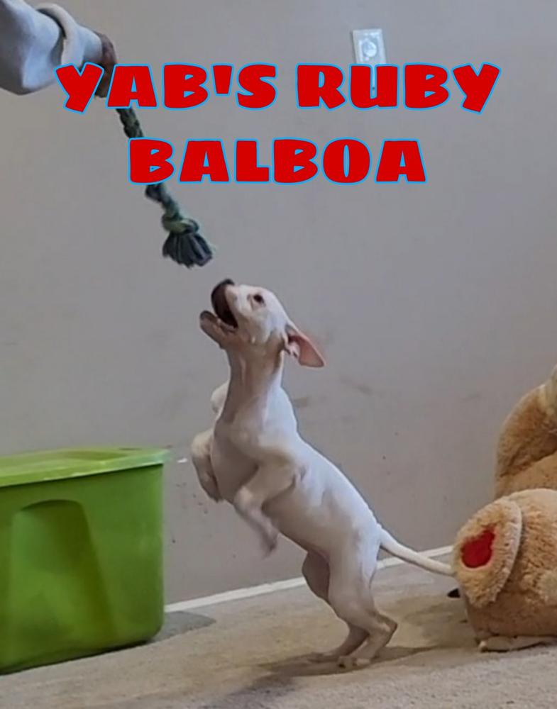 YAB'S RUBY BALBOA | American Bulldog 