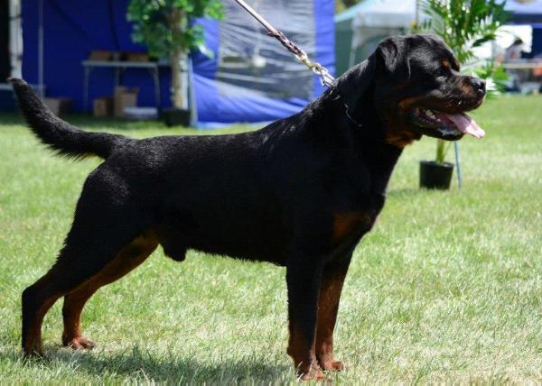 Svawill Quade | Rottweiler 