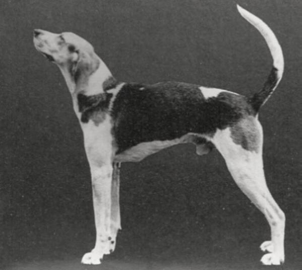 Jackson's Finley River Tom | Treeing Walker Coonhound 