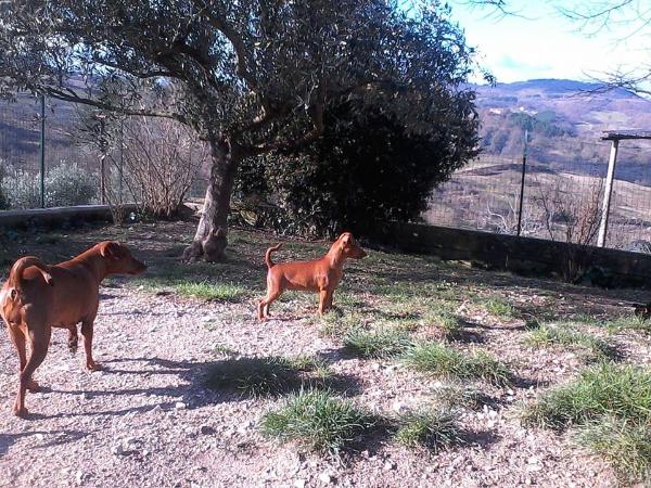 Ombra Del Capo Di Leuca | Miniature Pinscher 