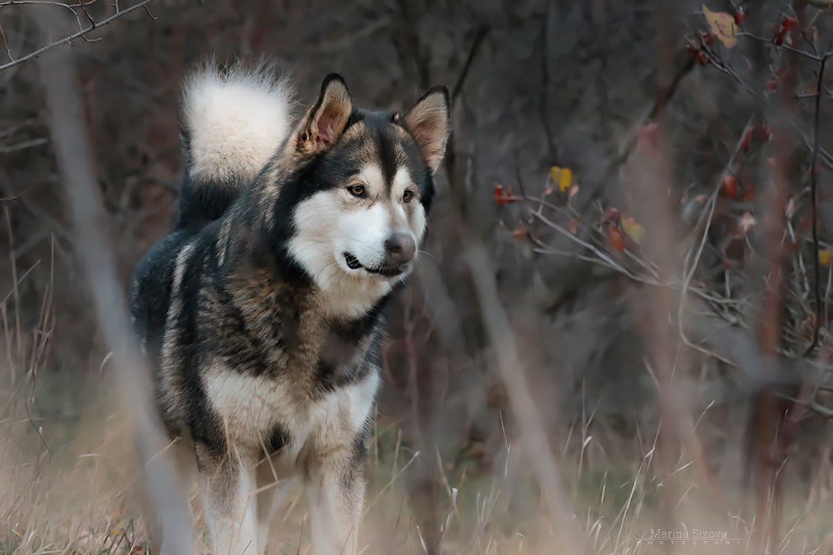 NORD CRYSTAL ZHESSIKA | Alaskan Malamute 