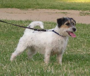 Wonderful Whoopie Ons Eiland | Jack Russell Terrier 