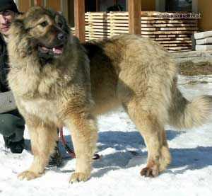 Bahtara Bedvezhiy Ugol | Caucasian Mountain Dog 