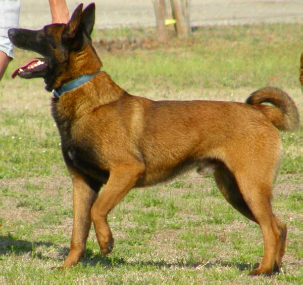 Dusty (2012) | Belgian Malinois 