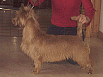 Tatong's I Walk The Line | Australian Terrier 