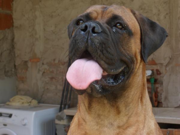 Sally De Bullivan | Bullmastiff 