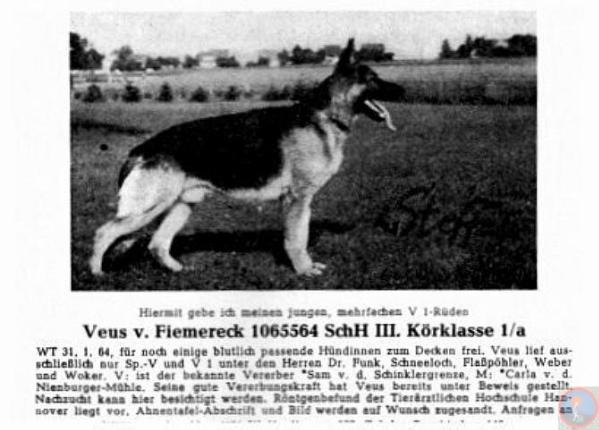 Veus vom Fiemereck | German Shepherd Dog 