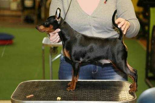 Nero Luce Are you ready | Miniature Pinscher 