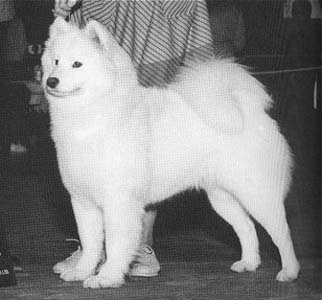 Polar Mist Saucy Minx | Samoyed 