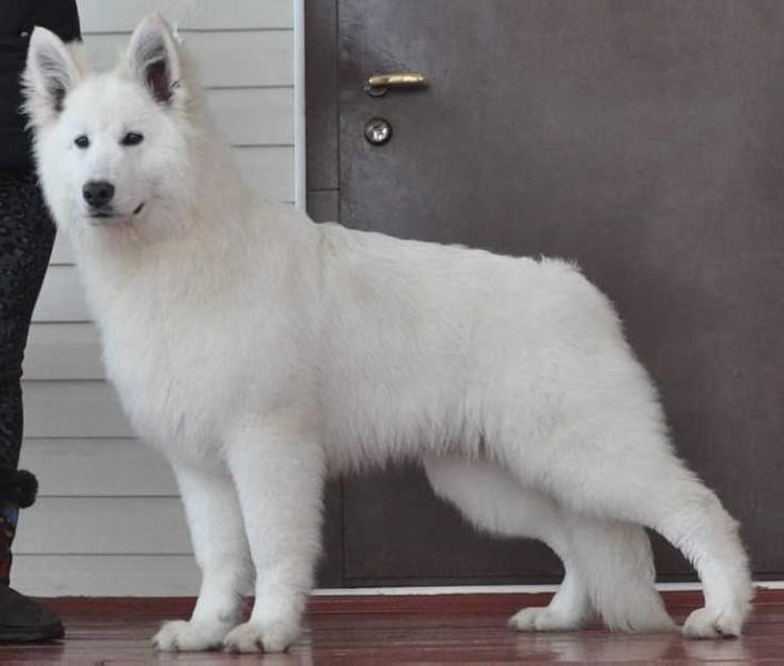 kinto rapid fayer | White Swiss Shepherd Dog 