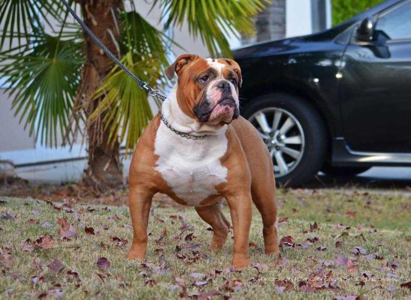 NSK'S DONCHETO | Olde English Bulldogge 