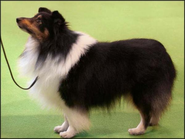 Fernfrey Henry Tudor | Shetland Sheepdog 