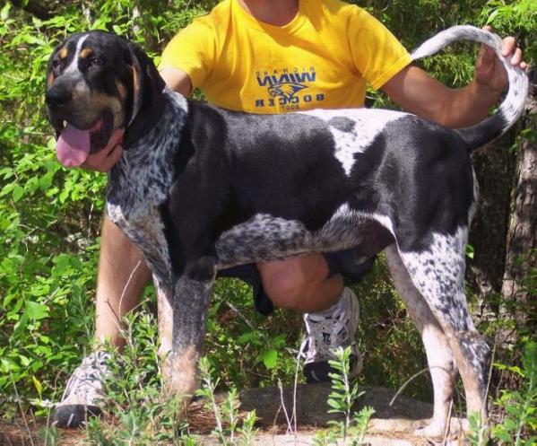 Ray's Southern Blue Levi | Bluetick Coonhound 