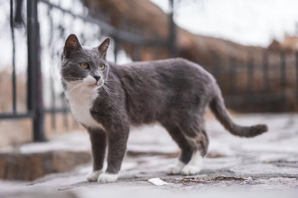 Brazilian Shorthair