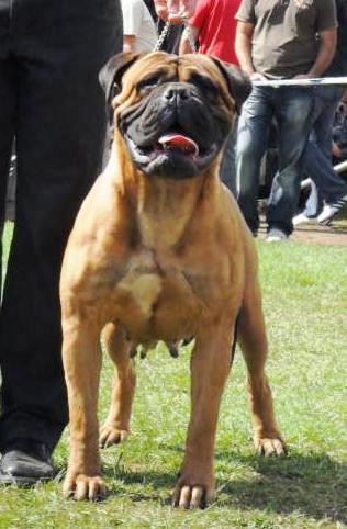 hard soldier lilla | Bullmastiff 