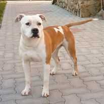 Tombstone Fruzsi | American Staffordshire Terrier 