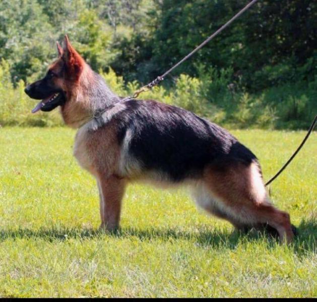 Atlanta vom Ragnar | German Shepherd Dog 