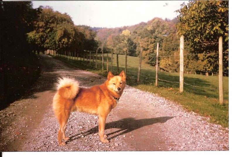 RAI SHSB.262512 | Finnish Spitz 