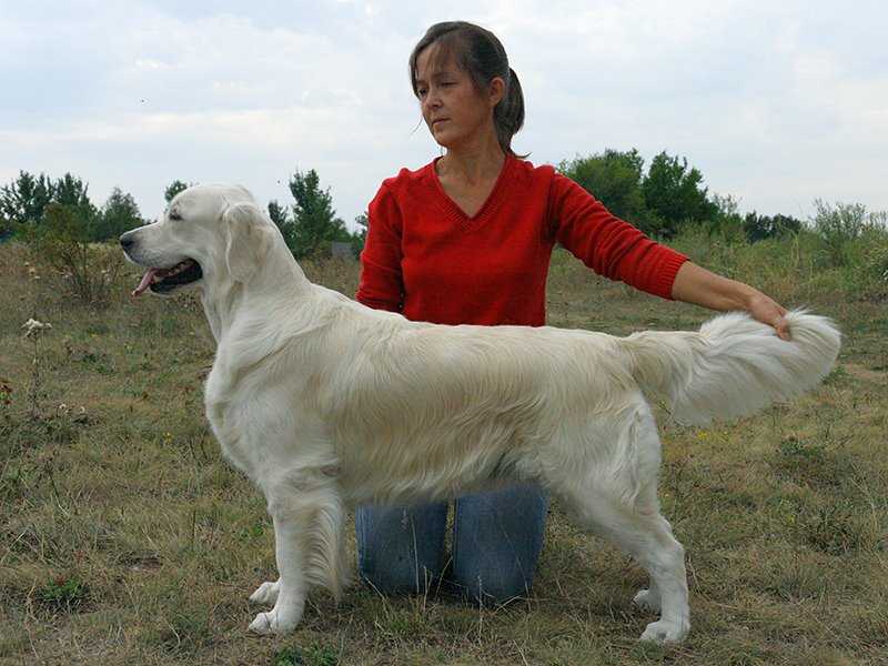 Anno Domini of First Capital | Golden Retriever 