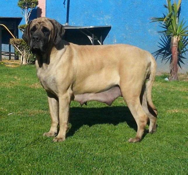 ZULEMA (ORDOÑEZ) | Mastiff 