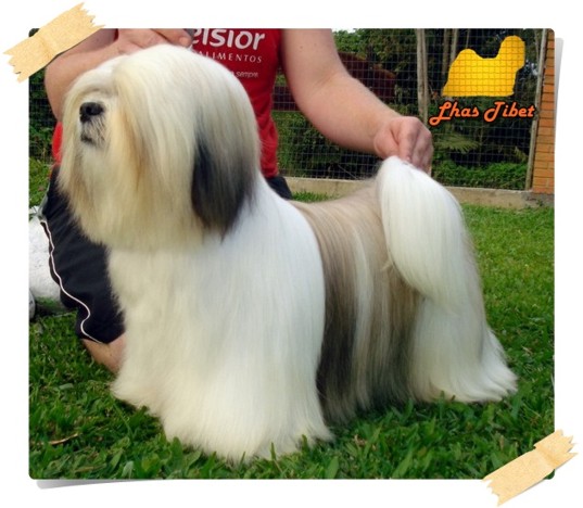 Jean Pierre Lhas Tibet | Lhasa Apso 