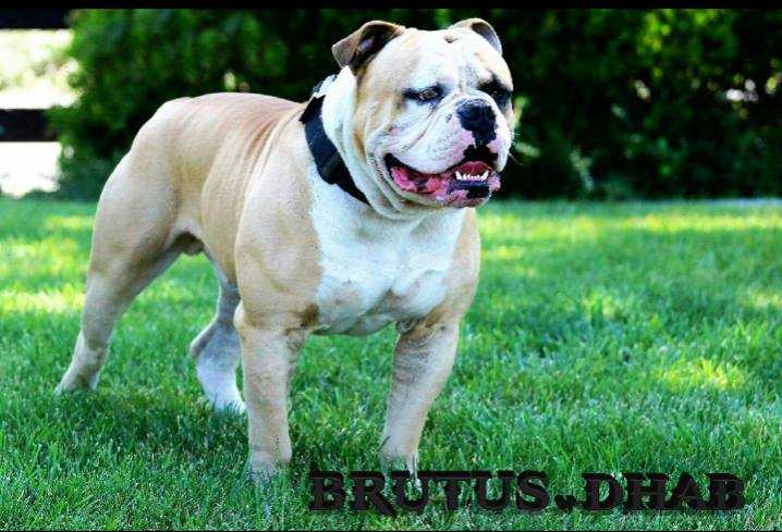 Cockman's Brutus of DHAB | American Bulldog 