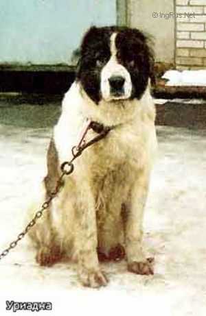 URIADNA (FEDOTOV) | Caucasian Mountain Dog 