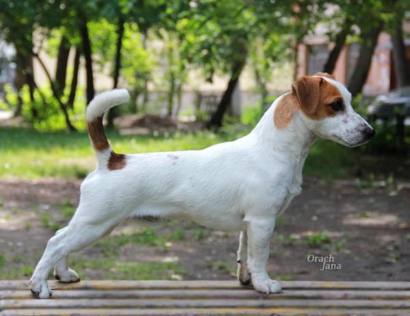 Mary Empire Yustas Sanshain | Jack Russell Terrier 