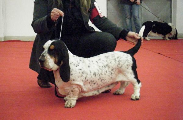 Arlequin Velvet Lady | Basset Hound 