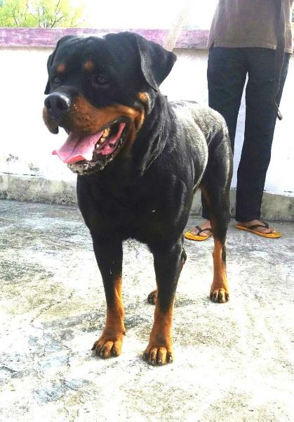 xaro von der crossener ranch | Rottweiler 