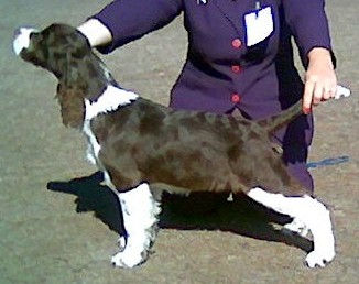 Ozdezign Storm Of Gold | English Springer Spaniel 