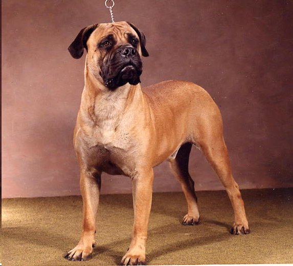 Tailwynde's Nematognathi | Bullmastiff 