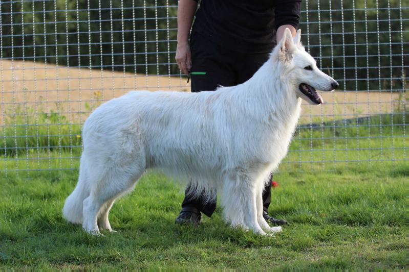 Phoenix av White Rewyr | White Swiss Shepherd Dog 