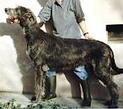 Wolfhouse Miles Davis | Irish Wolfhound 