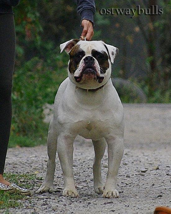 Megabulls Big Euro | American Bulldog 