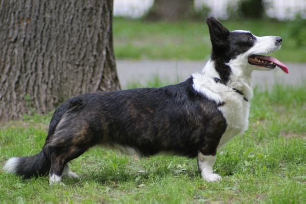 Zamok Svyatogo Angela Prior | Cardigan Welsh Corgi 