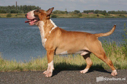 Teirwgwyn Welsh Dragon | Bull Terrier 